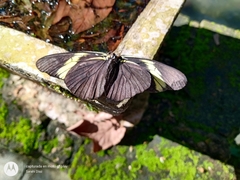 Pereute charops charops