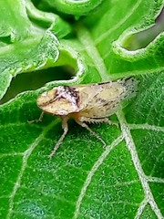 Xerophloea
