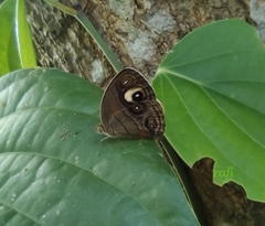 Mycalesis junonia