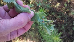 Hesperotettix viridis viridis