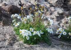 Tripleurospermum hookeri