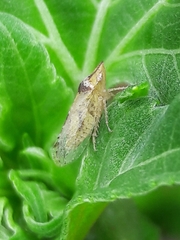 Xerophloea