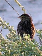 Passerculus sandwichensis beldingi