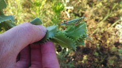 Hesperotettix viridis viridis