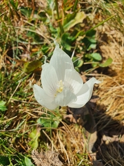 Crocus vallicola