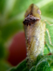 Xerophloea