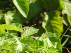 Diplacodes trivialis