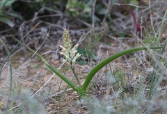 Lachenalia marginata neglecta