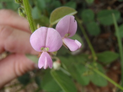 Desmodium grahamii