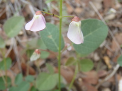 Desmodium grahamii