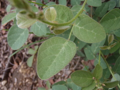 Desmodium grahamii