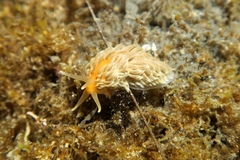Aeolidiella alderi image