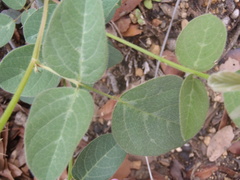 Desmodium grahamii