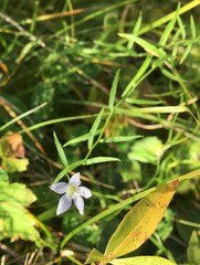 Campanula aparinoides