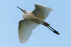 Egretta garzetta nigripes