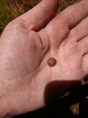 Ventridens intertextus