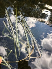 Potamogeton epihydrus