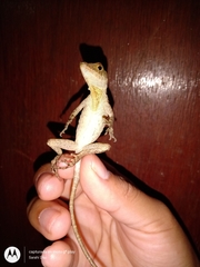 Anolis schiedii