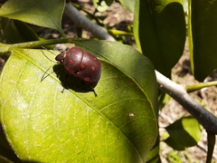 Pachycoris