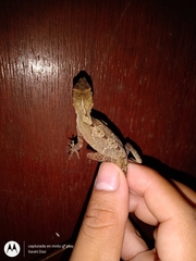 Anolis schiedii