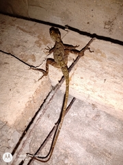 Anolis schiedii
