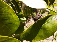 Pachycoris