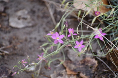 Zeltnera calycosa
