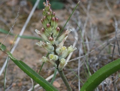 Lachenalia marginata neglecta