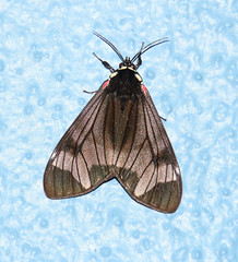 Dysschema leucophaea