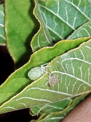 Xerophloea