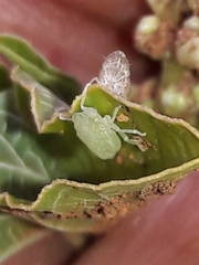 Xerophloea
