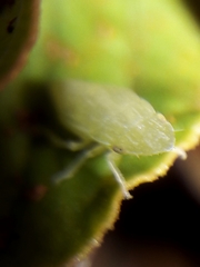 Xerophloea