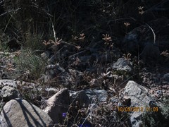 Petrosedum sediforme