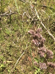 Phacelia egena