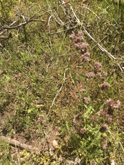 Phacelia egena