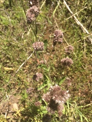Phacelia egena