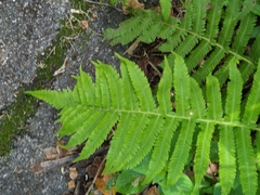 Christella parasitica