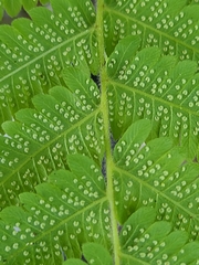 Christella parasitica