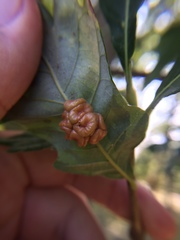 Andricus nigricens