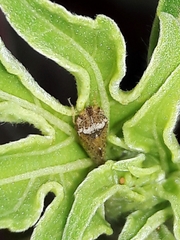 Xerophloea