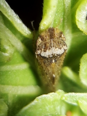 Xerophloea