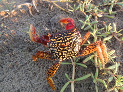 Goniopsis