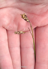 Carex rariflora