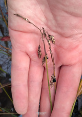 Carex rariflora