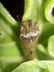 Xerophloea