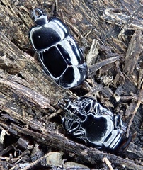 Hololepta plana