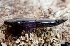 Hololepta plana