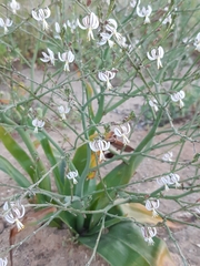 Trachyandra muricata