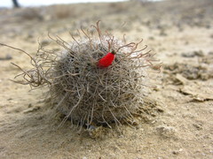 Mammillaria hutchisoniana hutchisoniana