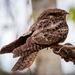 Typical American Nightjars - Photo (c) whitetail14, some rights reserved (CC BY-NC)